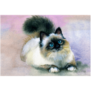 Сиамская кошечка