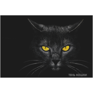 Черный кот